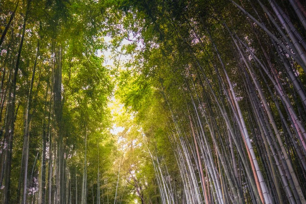Tall bamboo stalks arching over the footpath through the Arashiyama Bamboo Grove