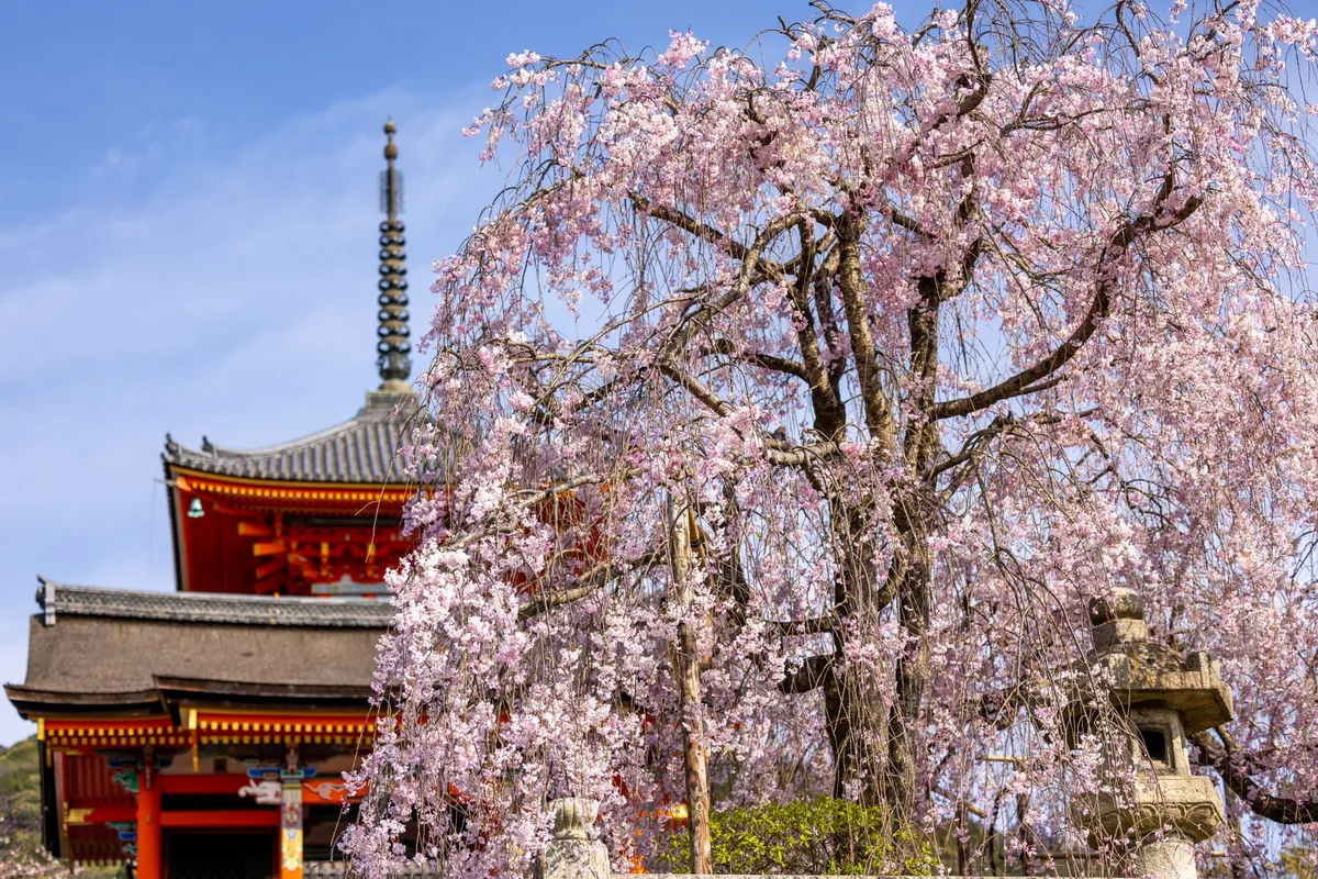 Kyoto in Spring