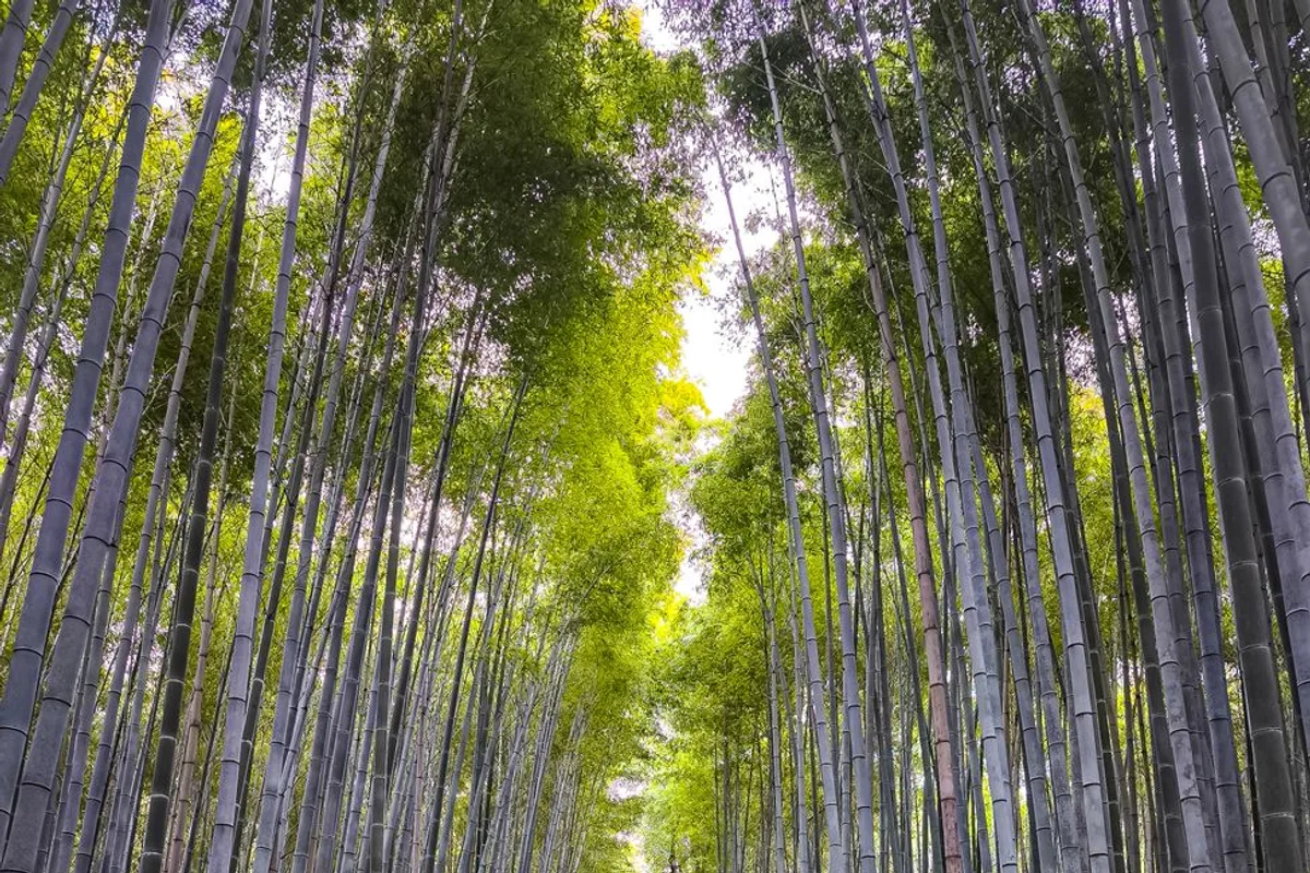 The Arashiyama bamboo grove with tall stalks arching over a footpath